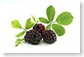 blackberries