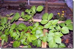 Peppers, Marigolds and Beets