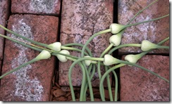 garlicflowers_2