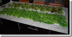 lettuce growing hydo