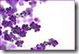 Purple Flowers