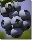 blueberries 2
