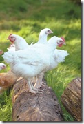 Free range chix