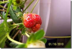 First strawberry 2010