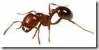 Fire Ant