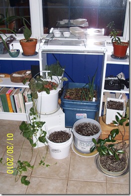 seedlings