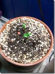 Brand New Orange Tree