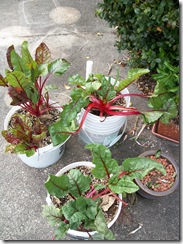 Swiss Cahrd and Beets