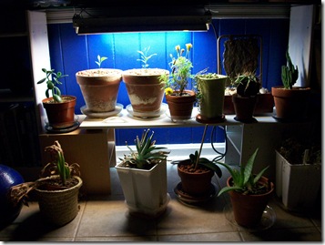 Indoor Garden