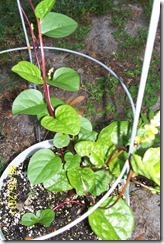 Malabar spinach 8.15.11