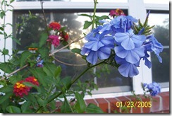 Plumbago