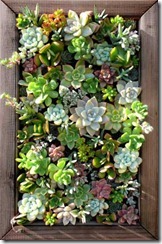 succulent_wall_panel