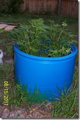 sweet potatoes 8.15.11