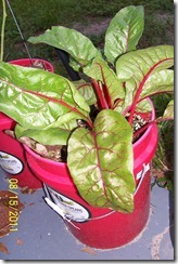 Swiss chard 8.16.11