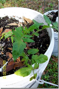 cloned Tomato 2.2.12