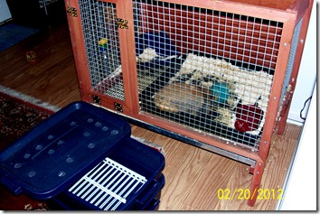 Cornelius New Cage and Worm farm