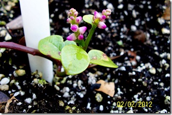 Malabar Spinach 2.3.12