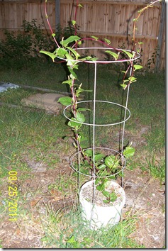 Malabar Spinach 8.26