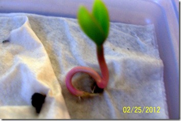 Malabar Spinach Sprouts