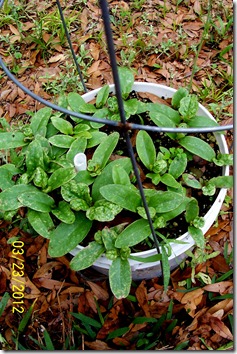 Malabar spinach 3.23.12