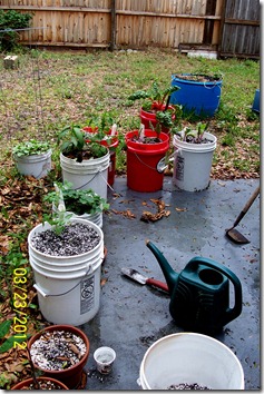 New Grow Buckets 3.23.12