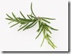 Thyme sprig
