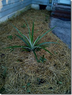 10.21.14  Garden Planted