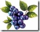 blueberries 3
