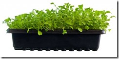 Microgreens