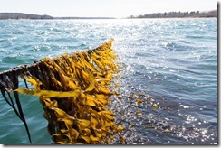 Kelp