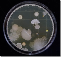 Microbes