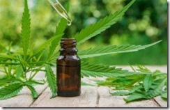 Cannabis Herb And Leaves For Treatment Broth, Tincture, Extract, Oil. Selective Focus.